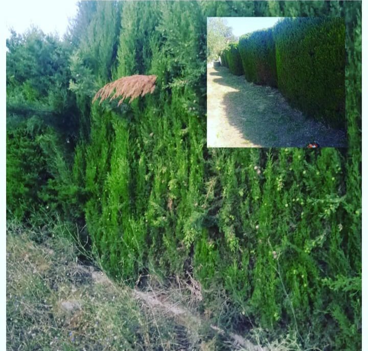 900691E351A4D2B44B9DB32DEB86993B